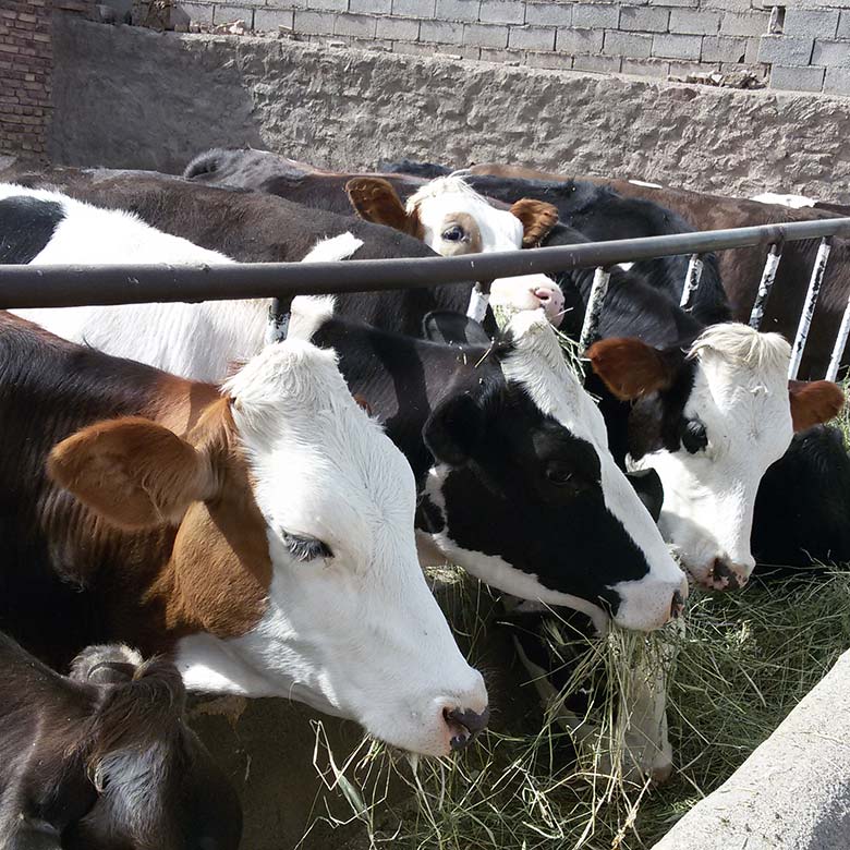 dizajdiz_farm_cows